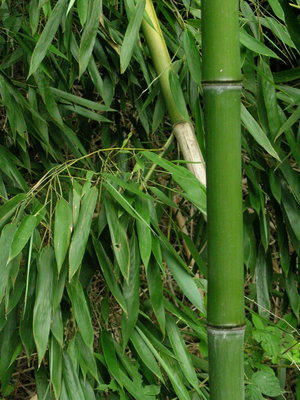 Bamboo wooden framed poster