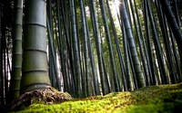 Bamboo hoodie #709972
