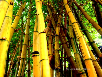 Bamboo Poster G317274