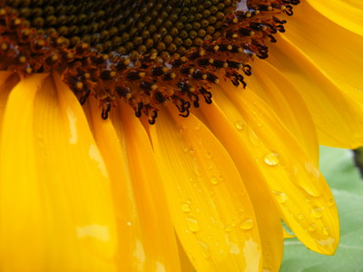 Sunflower poster