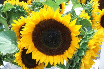 Sunflower poster with hanger