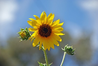 Sunflower canvas poster