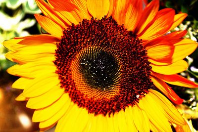 Sunflower Poster G317325