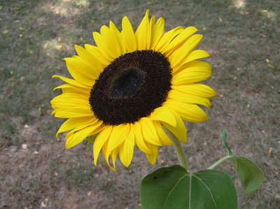 Sunflower magic mug #G317327