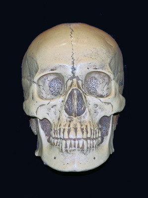 Skull Poster G318116