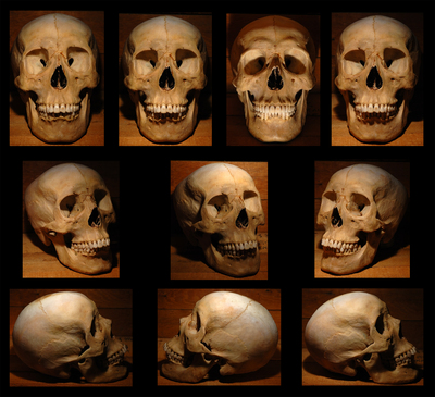 Skull Poster G318121