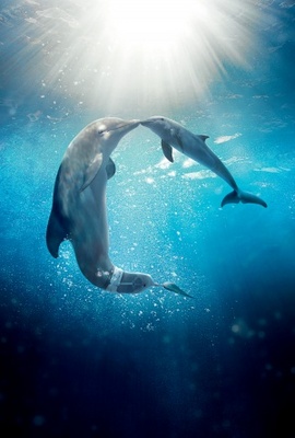 Dolphin Tale 2 movie poster (2014) canvas poster