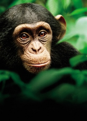 Chimpanzee movie poster (2012) tote bag