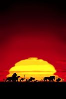 The Lion King movie poster (1994) t-shirt #637814