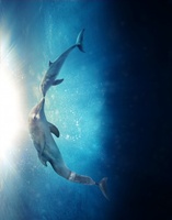 Dolphin Tale 2 movie poster (2014) mug #MOV_529a2c48