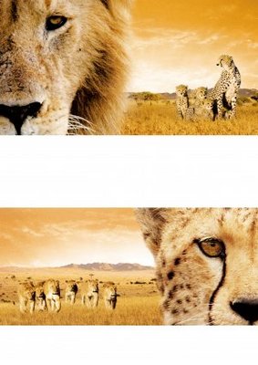 African Cats movie poster (2011) Stickers MOV_6681521a