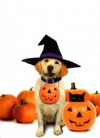 The Dog Who Saved Halloween movie poster (2011) magic mug #MOV_8719ecd0