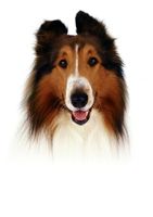 Lassie movie poster (2005) tote bag #MOV_bcb007c1