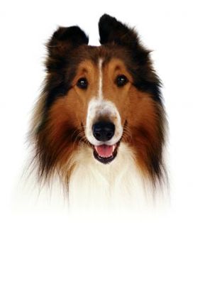 Lassie movie poster (2005) Stickers MOV_bcb007c1