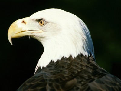 Bald Eagle poster with hanger