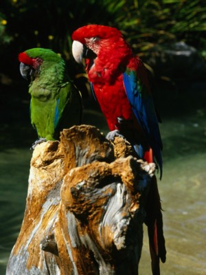 parrot wood print
