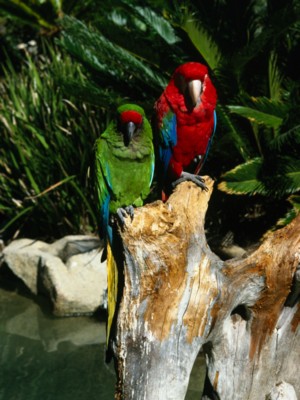 parrot Longsleeve T-shirt