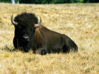 Buffalo & Bison t-shirt #247126