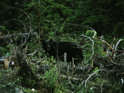 black bear wood print