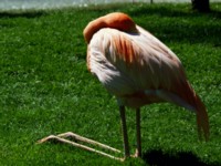 flamingo Tank Top #247046