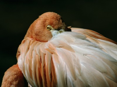 flamingo pillow