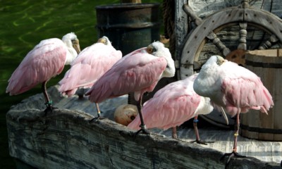 Spoonbill mouse pad