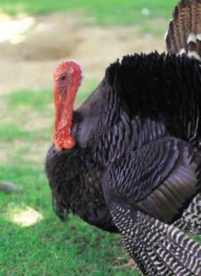Turkey-cock tote bag
