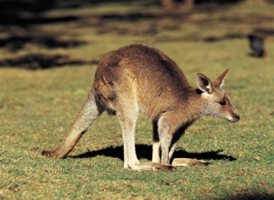 Kangaroo wood print