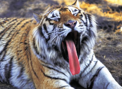 Tiger pillow