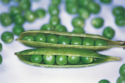 Pea poster