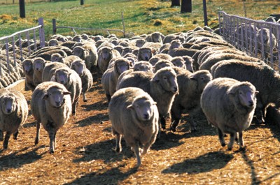 Sheep poster