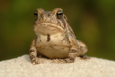 Frog t-shirt
