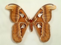 Butterfly & Moth magic mug #PH14548259