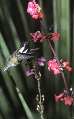 Hummingbird poster