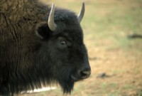 Buffalo & Bison hoodie #247903