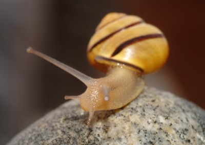 Snails mug