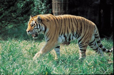 Tiger canvas poster