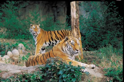 Tiger canvas poster