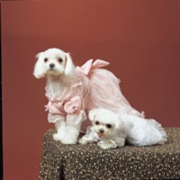 Dog & Puppy Longsleeve T-shirt #247845