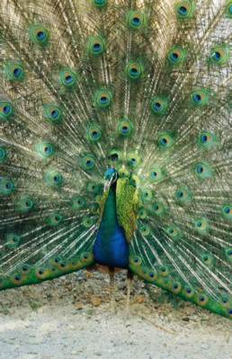 Peacock Mouse Pad PH7270825