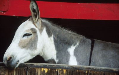 Donkey & Mule poster