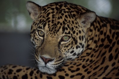 Leopard & Jaguar wood print