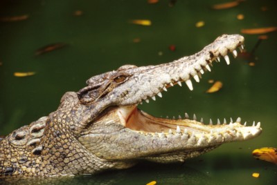 Alligator & Crocodile tote bag