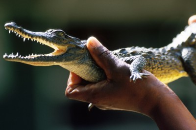 Alligator & Crocodile wooden framed poster