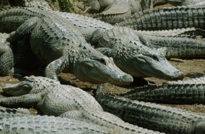 Alligator & Crocodile hoodie