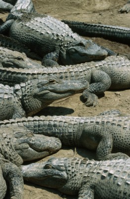 Alligator & Crocodile canvas poster