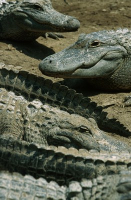 Alligator & Crocodile pillow