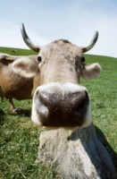 Cow & Bull Longsleeve T-shirt #249712