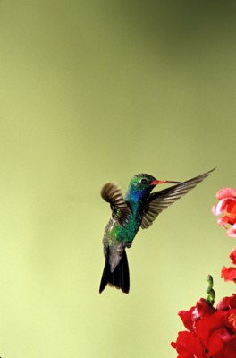 Hummingbird tote bag