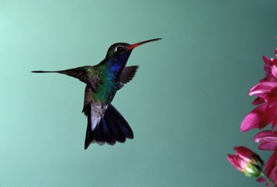 Hummingbird wooden framed poster